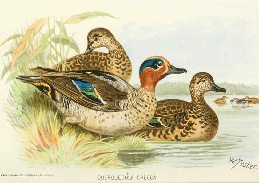 Reproducción/Reproduction 49785162063: Indian sporting birds /. London :Francis Edwards,1915.. 