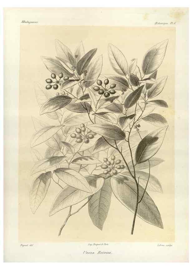 Reproducción/Reproduction 49786150107: Histoire physique, naturelle, et politique de Madagascar. Paris :Impr. nationale,1885-. 