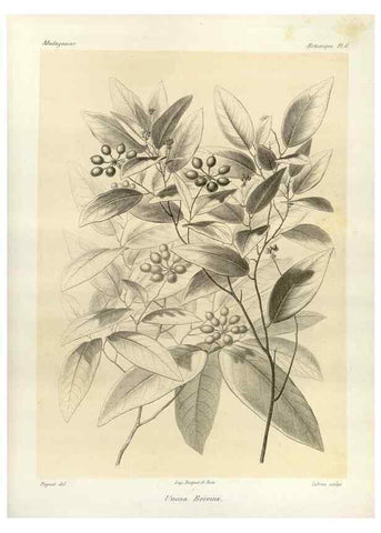 Reproducción/Reproduction 49786150107: Histoire physique, naturelle, et politique de Madagascar. Paris :Impr. nationale,1885-. 