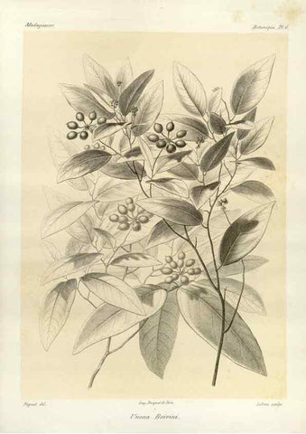 Reproducción/Reproduction 49786150107: Histoire physique, naturelle, et politique de Madagascar. Paris :Impr. nationale,1885-. 