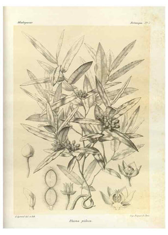 Reproducción/Reproduction 49785291933: Histoire physique, naturelle, et politique de Madagascar. Paris :Impr. nationale,1885-. 