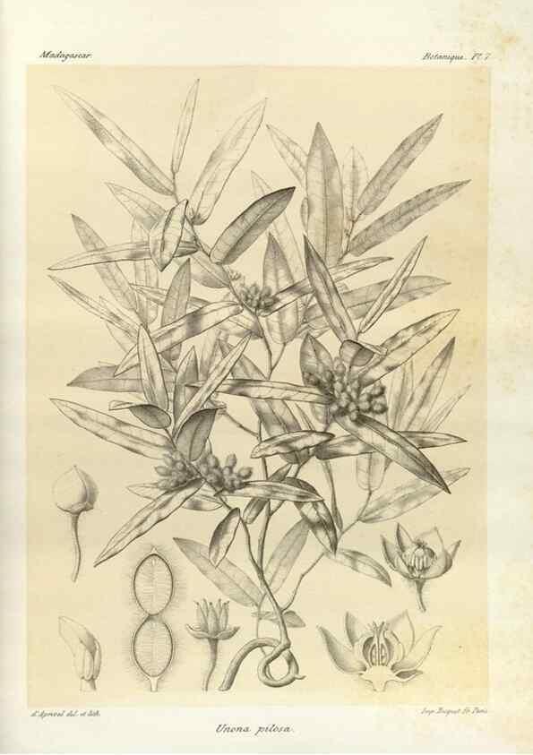 Reproducción/Reproduction 49785291933: Histoire physique, naturelle, et politique de Madagascar. Paris :Impr. nationale,1885-. 