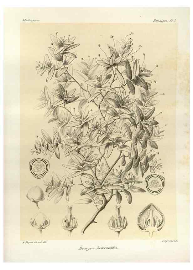 Reproducción/Reproduction 49785292363: Histoire physique, naturelle, et politique de Madagascar. Paris :Impr. nationale,1885-. 