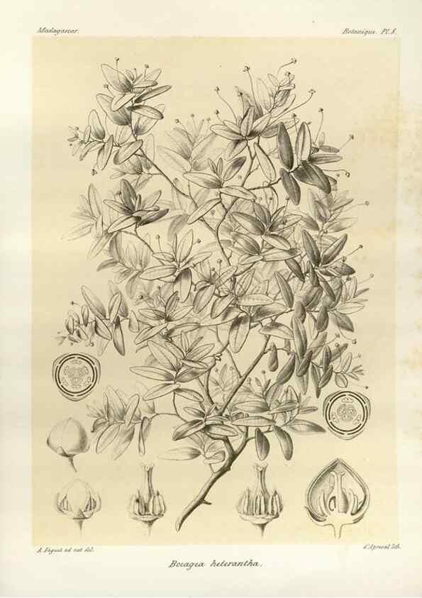 Reproducción/Reproduction 49785292363: Histoire physique, naturelle, et politique de Madagascar. Paris :Impr. nationale,1885-. 