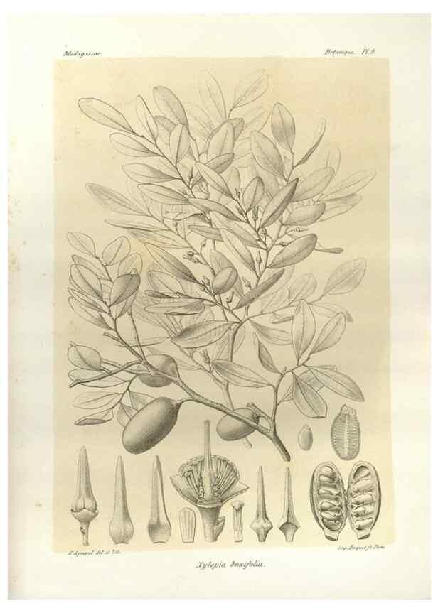 Reproducción/Reproduction 49785292588: Histoire physique, naturelle, et politique de Madagascar. Paris :Impr. nationale,1885-. 