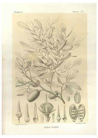 Reproducción/Reproduction 49785292588: Histoire physique, naturelle, et politique de Madagascar. Paris :Impr. nationale,1885-. 
