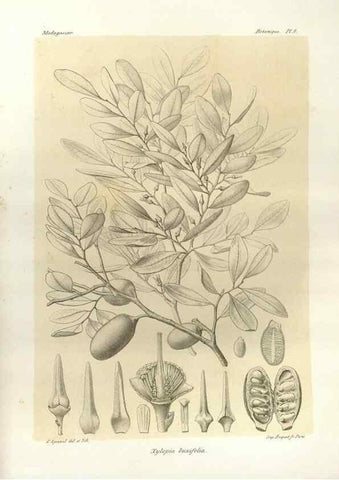 Reproducción/Reproduction 49785292588: Histoire physique, naturelle, et politique de Madagascar. Paris :Impr. nationale,1885-. 