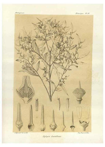 Reproducción/Reproduction 49785292858: Histoire physique, naturelle, et politique de Madagascar. Paris :Impr. nationale,1885-. 
