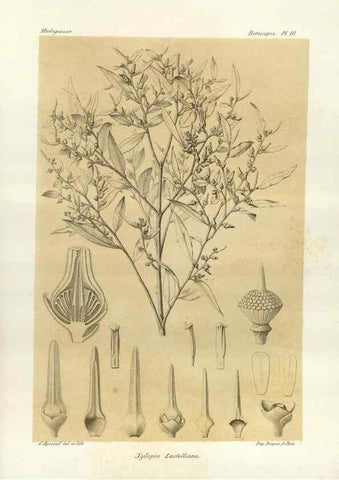 Reproducción/Reproduction 49785292858: Histoire physique, naturelle, et politique de Madagascar. Paris :Impr. nationale,1885-. 