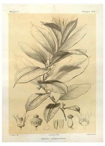 Reproducción/Reproduction 49785293048: Histoire physique, naturelle, et politique de Madagascar. Paris :Impr. nationale,1885-. 
