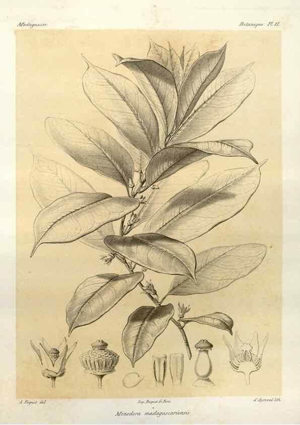Reproducción/Reproduction 49785293048: Histoire physique, naturelle, et politique de Madagascar. Paris :Impr. nationale,1885-. 