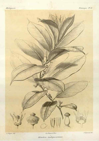 Reproducción/Reproduction 49785293048: Histoire physique, naturelle, et politique de Madagascar. Paris :Impr. nationale,1885-. 