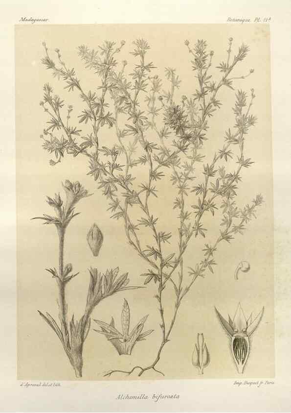 Reproducción/Reproduction 49786151987: Histoire physique, naturelle, et politique de Madagascar. Paris :Impr. nationale,1885-. 