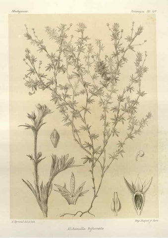 Reproducción/Reproduction 49786151987: Histoire physique, naturelle, et politique de Madagascar. Paris :Impr. nationale,1885-. 