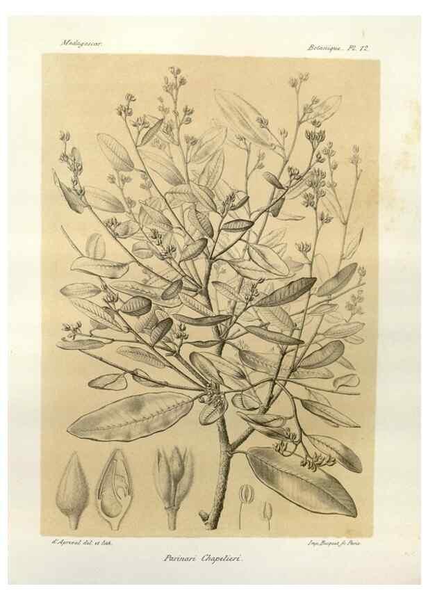 Reproducción/Reproduction 49785830101: Histoire physique, naturelle, et politique de Madagascar. Paris :Impr. nationale,1885-. 