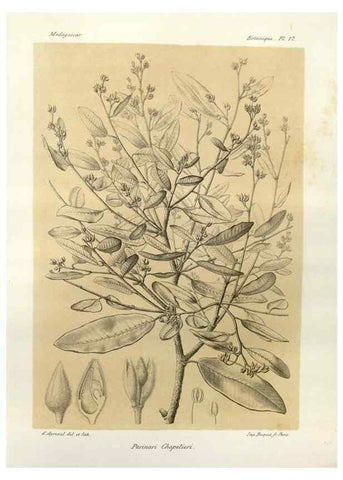 Reproducción/Reproduction 49785830101: Histoire physique, naturelle, et politique de Madagascar. Paris :Impr. nationale,1885-. 