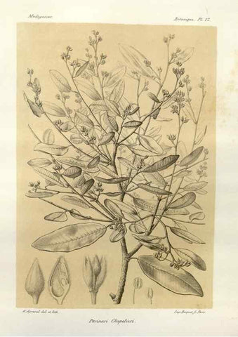 Reproducción/Reproduction 49785830101: Histoire physique, naturelle, et politique de Madagascar. Paris :Impr. nationale,1885-. 