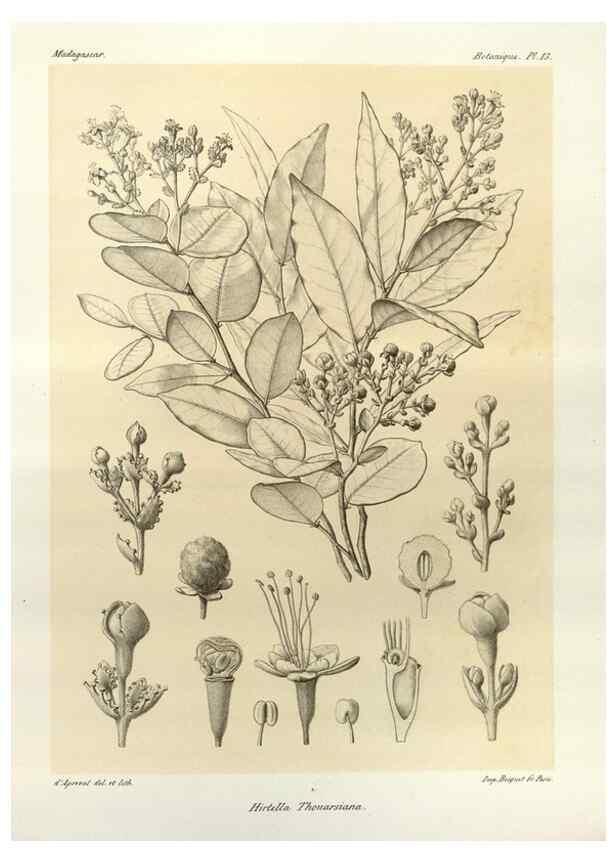 Reproducción/Reproduction 49786152492: Histoire physique, naturelle, et politique de Madagascar. Paris :Impr. nationale,1885-. 