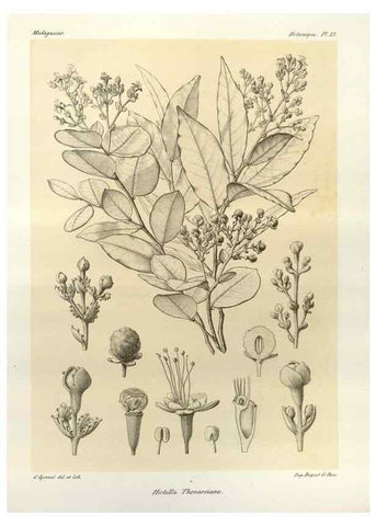 Reproducción/Reproduction 49786152492: Histoire physique, naturelle, et politique de Madagascar. Paris :Impr. nationale,1885-. 