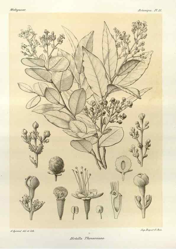 Reproducción/Reproduction 49786152492: Histoire physique, naturelle, et politique de Madagascar. Paris :Impr. nationale,1885-. 
