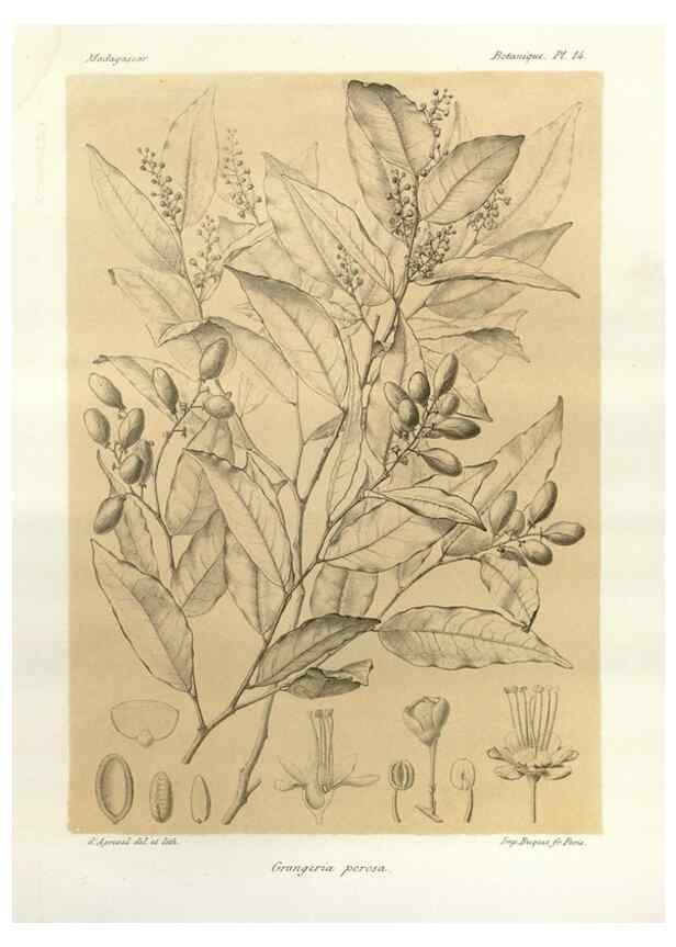 Reproducción/Reproduction 49786152837: Histoire physique, naturelle, et politique de Madagascar. Paris :Impr. nationale,1885-. 