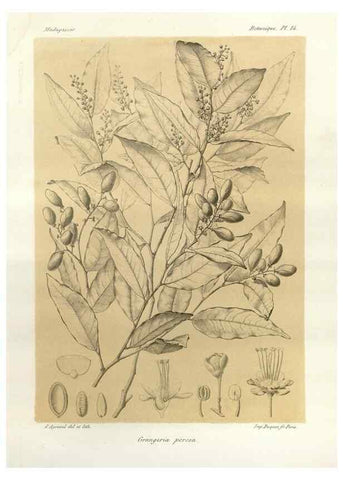Reproducción/Reproduction 49786152837: Histoire physique, naturelle, et politique de Madagascar. Paris :Impr. nationale,1885-. 