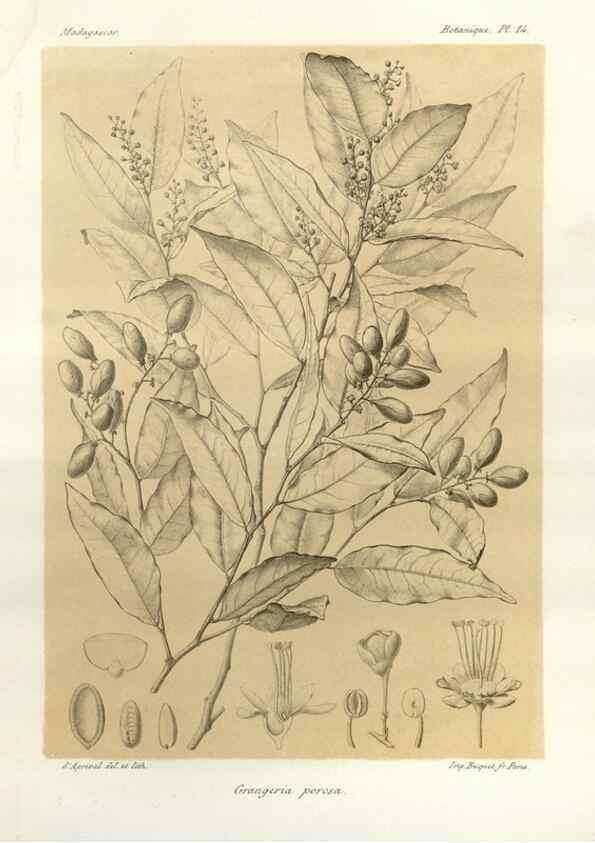 Reproducción/Reproduction 49786152837: Histoire physique, naturelle, et politique de Madagascar. Paris :Impr. nationale,1885-. 