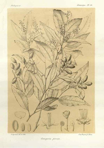 Reproducción/Reproduction 49786152837: Histoire physique, naturelle, et politique de Madagascar. Paris :Impr. nationale,1885-. 