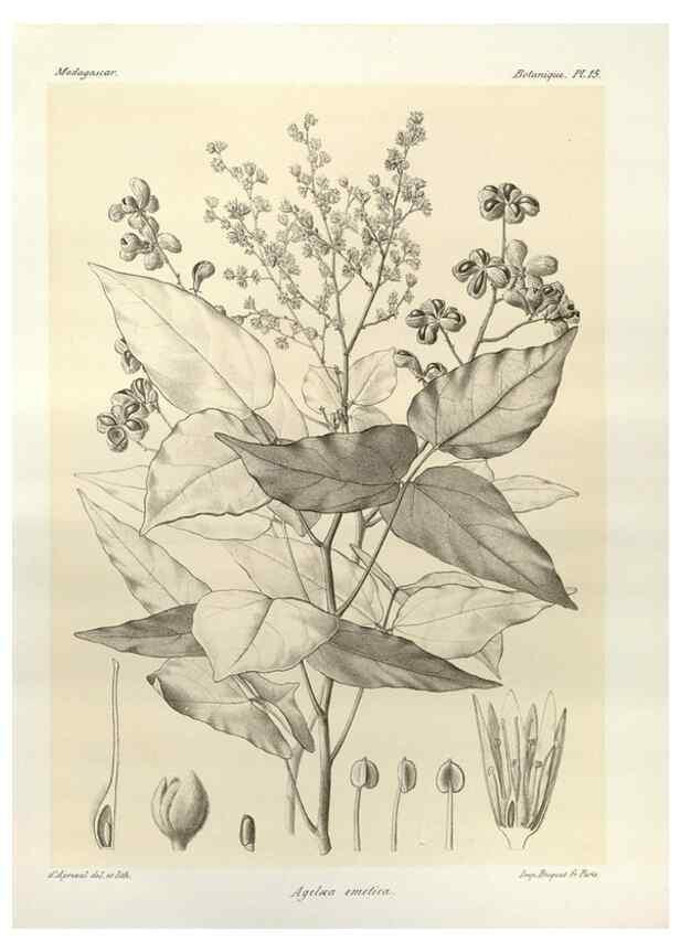 Reproducción/Reproduction 49786153292: Histoire physique, naturelle, et politique de Madagascar. Paris :Impr. nationale,1885-. 