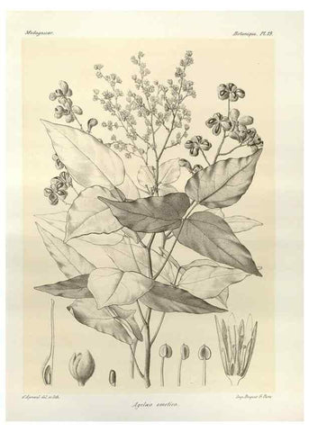 Reproducción/Reproduction 49786153292: Histoire physique, naturelle, et politique de Madagascar. Paris :Impr. nationale,1885-. 