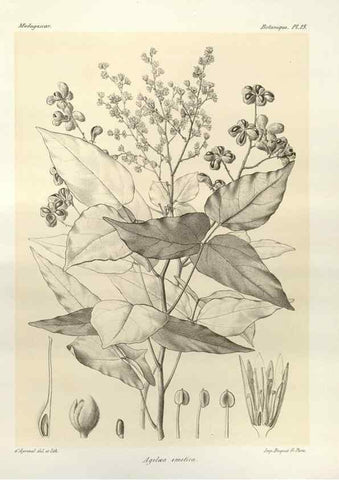 Reproducción/Reproduction 49786153292: Histoire physique, naturelle, et politique de Madagascar. Paris :Impr. nationale,1885-. 