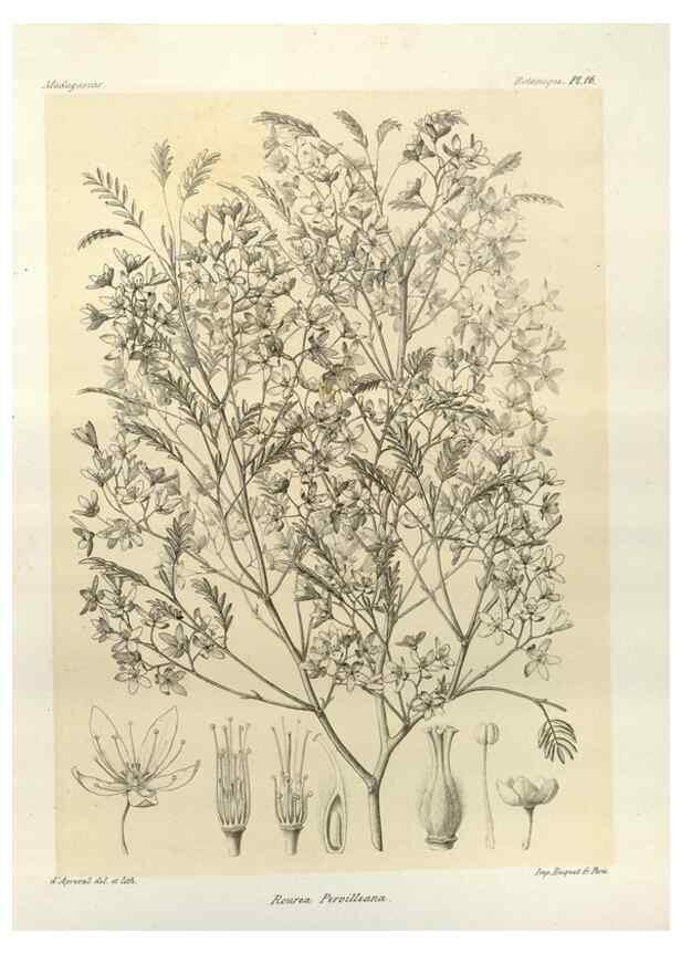 Reproducción/Reproduction 49785294893: Histoire physique, naturelle, et politique de Madagascar. Paris :Impr. nationale,1885-. 
