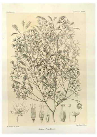 Reproducción/Reproduction 49785294893: Histoire physique, naturelle, et politique de Madagascar. Paris :Impr. nationale,1885-. 