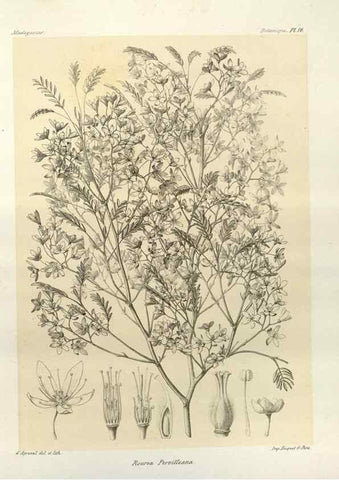 Reproducción/Reproduction 49785294893: Histoire physique, naturelle, et politique de Madagascar. Paris :Impr. nationale,1885-. 
