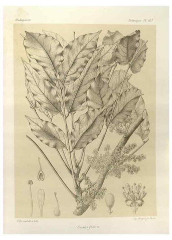 Reproducción/Reproduction 49785831666: Histoire physique, naturelle, et politique de Madagascar. Paris :Impr. nationale,1885-. 