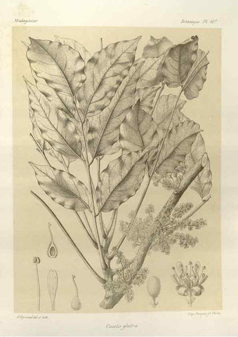 Reproducción/Reproduction 49785831666: Histoire physique, naturelle, et politique de Madagascar. Paris :Impr. nationale,1885-. 