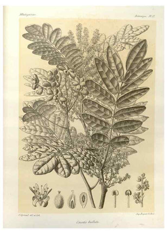 Reproducción/Reproduction 49785295663: Histoire physique, naturelle, et politique de Madagascar. Paris :Impr. nationale,1885-. 