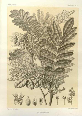 Reproducción/Reproduction 49785295663: Histoire physique, naturelle, et politique de Madagascar. Paris :Impr. nationale,1885-. 
