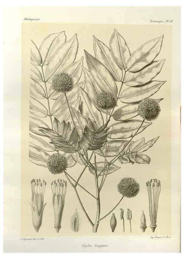 Reproducción/Reproduction 49785832391: Histoire physique, naturelle, et politique de Madagascar. Paris :Impr. nationale,1885-. 