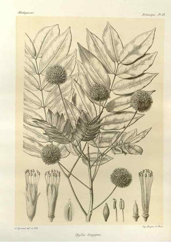Reproducción/Reproduction 49785832391: Histoire physique, naturelle, et politique de Madagascar. Paris :Impr. nationale,1885-. 