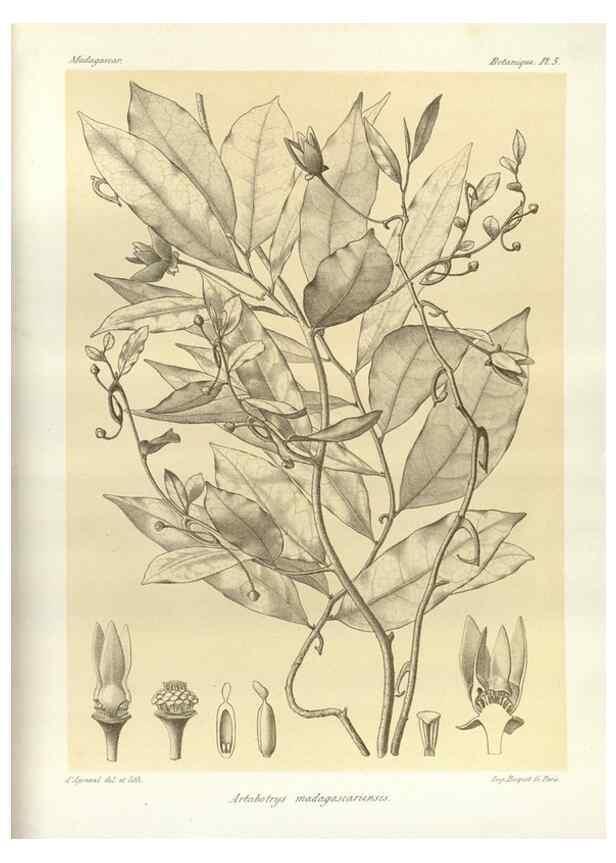 Reproducción/Reproduction 49785291278: Histoire physique, naturelle, et politique de Madagascar. Paris :Impr. nationale,1885-. 