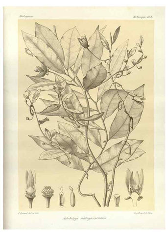 Reproducción/Reproduction 49785291278: Histoire physique, naturelle, et politique de Madagascar. Paris :Impr. nationale,1885-. 