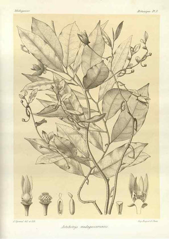 Reproducción/Reproduction 49785291278: Histoire physique, naturelle, et politique de Madagascar. Paris :Impr. nationale,1885-. 