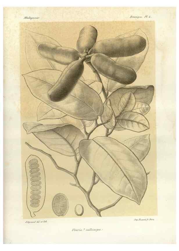 Reproducción/Reproduction 49785290868: Histoire physique, naturelle, et politique de Madagascar. Paris :Impr. nationale,1885-. 