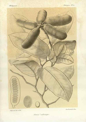 Reproducción/Reproduction 49785290868: Histoire physique, naturelle, et politique de Madagascar. Paris :Impr. nationale,1885-. 
