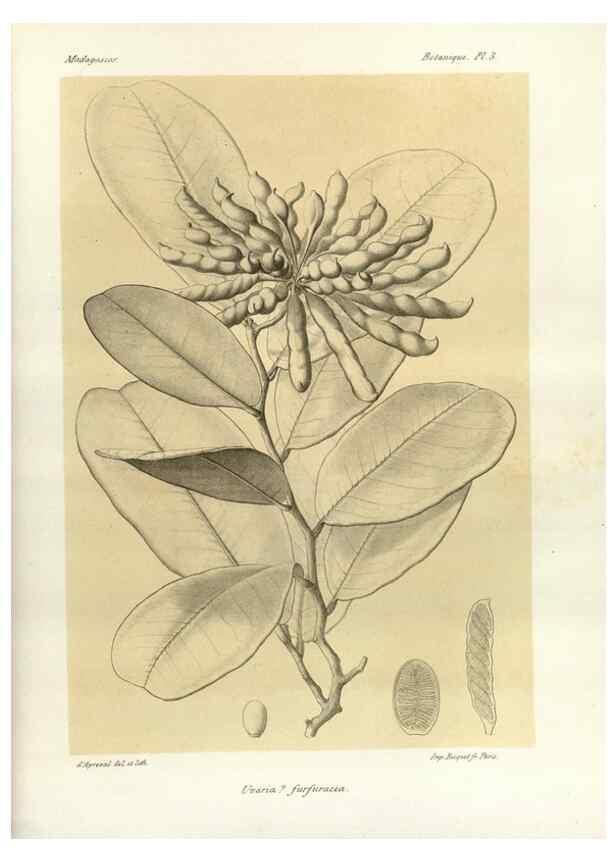 Reproducción/Reproduction 49785290448: Histoire physique, naturelle, et politique de Madagascar. Paris :Impr. nationale,1885-. 