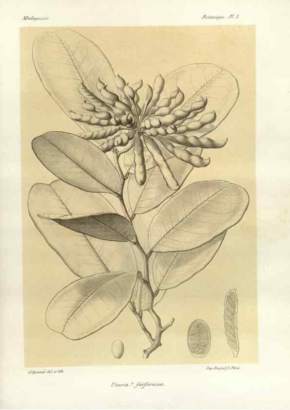 Reproducción/Reproduction 49785290448: Histoire physique, naturelle, et politique de Madagascar. Paris :Impr. nationale,1885-. 