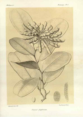 Reproducción/Reproduction 49785290448: Histoire physique, naturelle, et politique de Madagascar. Paris :Impr. nationale,1885-. 