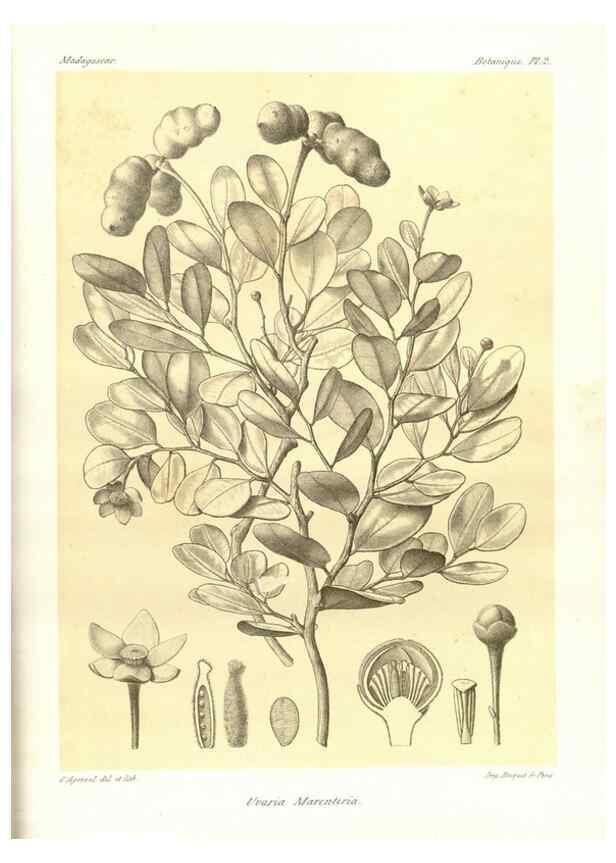 Reproducción/Reproduction 49785826756: Histoire physique, naturelle, et politique de Madagascar. Paris :Impr. nationale,1885-. 