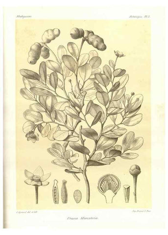 Reproducción/Reproduction 49785826756: Histoire physique, naturelle, et politique de Madagascar. Paris :Impr. nationale,1885-. 